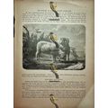 Marino Sheep, Natural History Book Illustration...