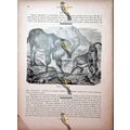 Barbary Wild Sheep (Ammon On Reverse), Natural ...