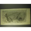 1887 Illustration of Improved Dorset Pigs
