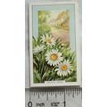 1939 Gallaher's Wild flowers No. 19 Ox-eye Daisy