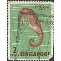 SINGAPORE, FISH, Spotted Seahorse, Hippocampus ...