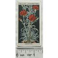 1925 Wills Flower Culture in Pots No. 13 Perpet...