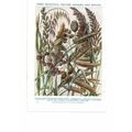 British Grasses & Sedges, Book Illustration, c1925