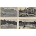 New Zealand Sheep Grazing 4x Antique Postcard s