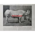 African Black Rhino (Regents Park, Now London Z...