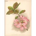 RHODODENDRON SCHLIPPENBACHI - CHINESE 1894 Guil...