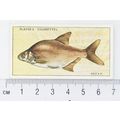 1933 Players Fresh-water Fishes, pink back No. ...