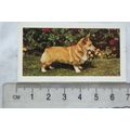 1961 Hornimans Tea Dogs No. 41 Welsh Corgi, Pem...