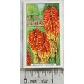 1938 Gallaher's Garden flowers No. 37 Red-hot P...