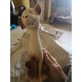 Quirky Dog Ornament