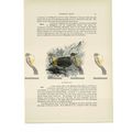 Madagascar Kagu, Animal Book Illustration (Prin...