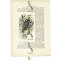 Red Headed Barbet, Animal Book Illustration (Pr...