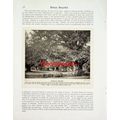 Burnham Beeches, Buckinghamshire, UK, Book Illu...