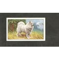 Cigarette Card Gallaher Dogs A series 1936 # 33...