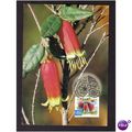 1999 AUSTRALIA FDI POSTCARD NATIVE FUSHIA AIRMA...