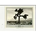 THE JOSHUA TREE Athena Postcard (334303)