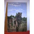 BEAR, THE ZOO, KOLN AM RHEIN, GERMANY unused an...