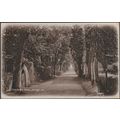 Vinchelez Lane, Jersey, 1913 - Postcard