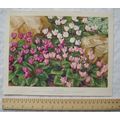 1939 Amateur Gardening illustration - Hardy Cyc...
