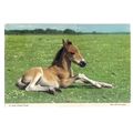 NEW FOREST FOAL. used vintage postcard by John ...