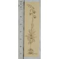 Vintage bookmark - plant, Amnesty International