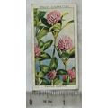 1937 Wills Wild Flowers 2nd series No. 10 Purpl...