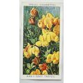 1937 Wills Wild Flowers 2nd series No. 11 Bird'...