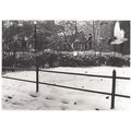 Jean Francois Guerry American Seagull In The Sn...
