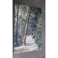 1921 fr Photochrom Postcard - Pine Walk - Folke...