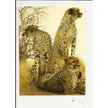 CHEETAHS (Jan Huston) Athena Postcard (9411)