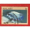 Malawi 1984 5t Blue Mbuna Used SG 690 Sc 429 fi...
