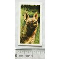 1958 Horniman's Tea card Wild animals No. 29 Hy...