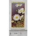 1923 Wills, Wild Flowers No. 21 Scentless May Weed