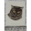 Golden Era card - Cats No. 11 Exotic Shorthair