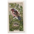 British Birds & their nests Sunlight soap tradi...