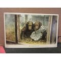 YOUNG CHIMPANZEES unused antique postcard =
