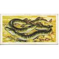 Freshwater Fish 1960 Brooke Bond Tea Card 38 - ...