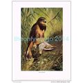 BUZZARD, BOOK ILLUSTRATION (PRINT), LYDEKKER, c...