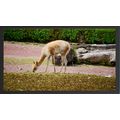 Vicuña Grazing in a Natural Habitat A5 Black