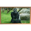 The Gorilla's Vigil A5 Beech