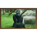 The Gorilla's Vigil A5 Dark Brown