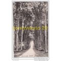 SAVERNAKE, GRAND AVENUE, WILTSHIRE, ENGLAND,190...