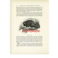 Canadian Porcupine, Animal Book Illustration (P...