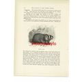 Americal Badger, Animal Book Illustration (Prin...