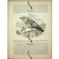Blue Roller, Natural History Book Illustration,...