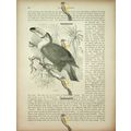 Toucan, Natural History Book Illustration, 1896