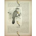 Pearl Spotted Barbet, Natural History Book Illu...