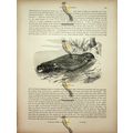 Common Goatsucker (Whip Poor Will Back), Natura...