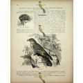 Oil Bird, Natural History Book Illustration, 1896