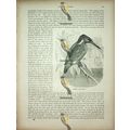 Common Kingfisher, Natural History Book Illustr...